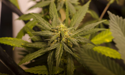 Study Shows ‘High’ Prospects For Marijuana Smokers