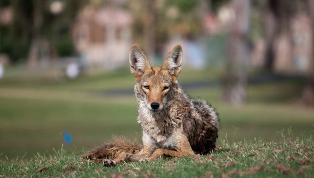 Researchers Study Atlanta Coyote Population