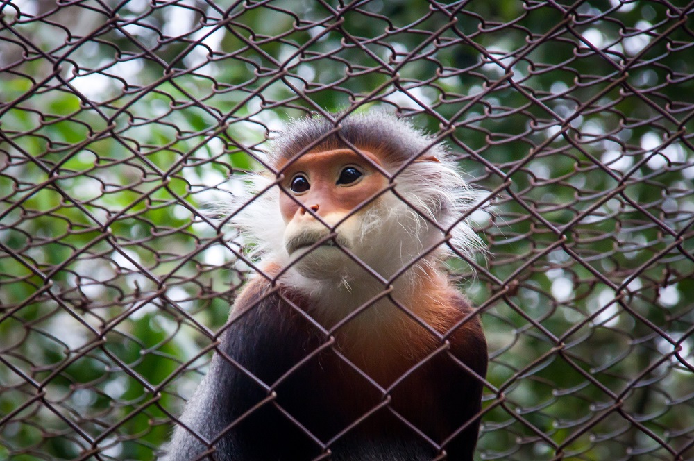 Two Primates Die at Yerkes Due to Alleged Negligence
