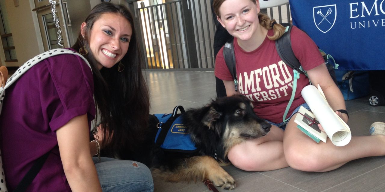 Beowulf Becomes Emory’s First Full-Time Therapy Dog