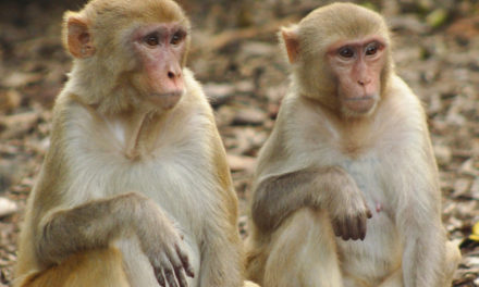 Yerkes Under Federal Investigation for Primate Deaths