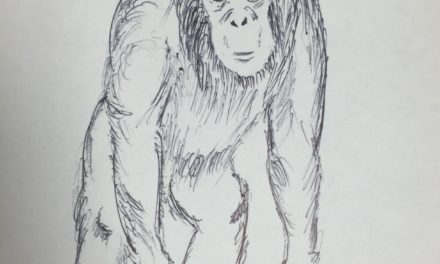 Yerkes to Donate Chimpanzees to Unaccredited Park in England