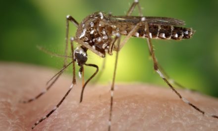 Zika: Is there a clear solution?