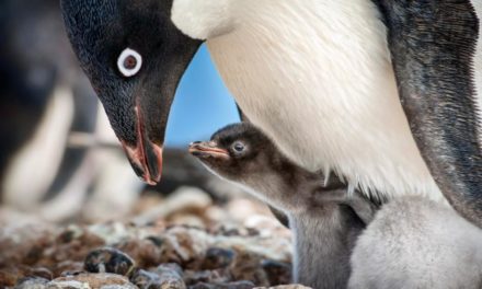 ‘Penguins’ a Heartwarming Tale in a Subzero World