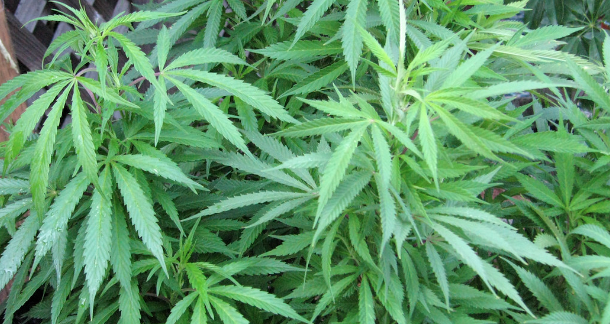 Medical marijuana access increases in Georgia as other states move toward recreational legalization